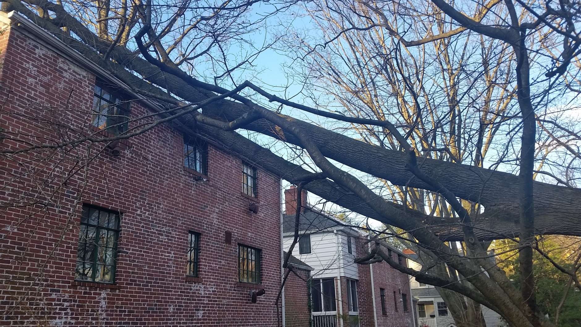 The 60 mile an hour plus winds last night toppled several trees on Thornapple Street in Chevy Chase, Maryland, hitting two separate houses. (WTOP/Kathy Stewart)