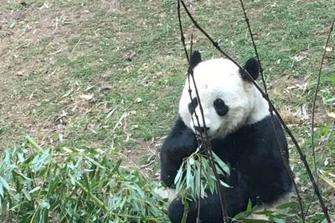 Bittersweet: National Zoo’s panda Bao Bao departs for China