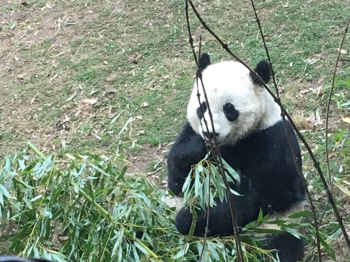 Bao Bao departs D.C.'s National Zoo on Tuesday, Feb. 21, 2017. (WTOP/Jamie Forzato)
