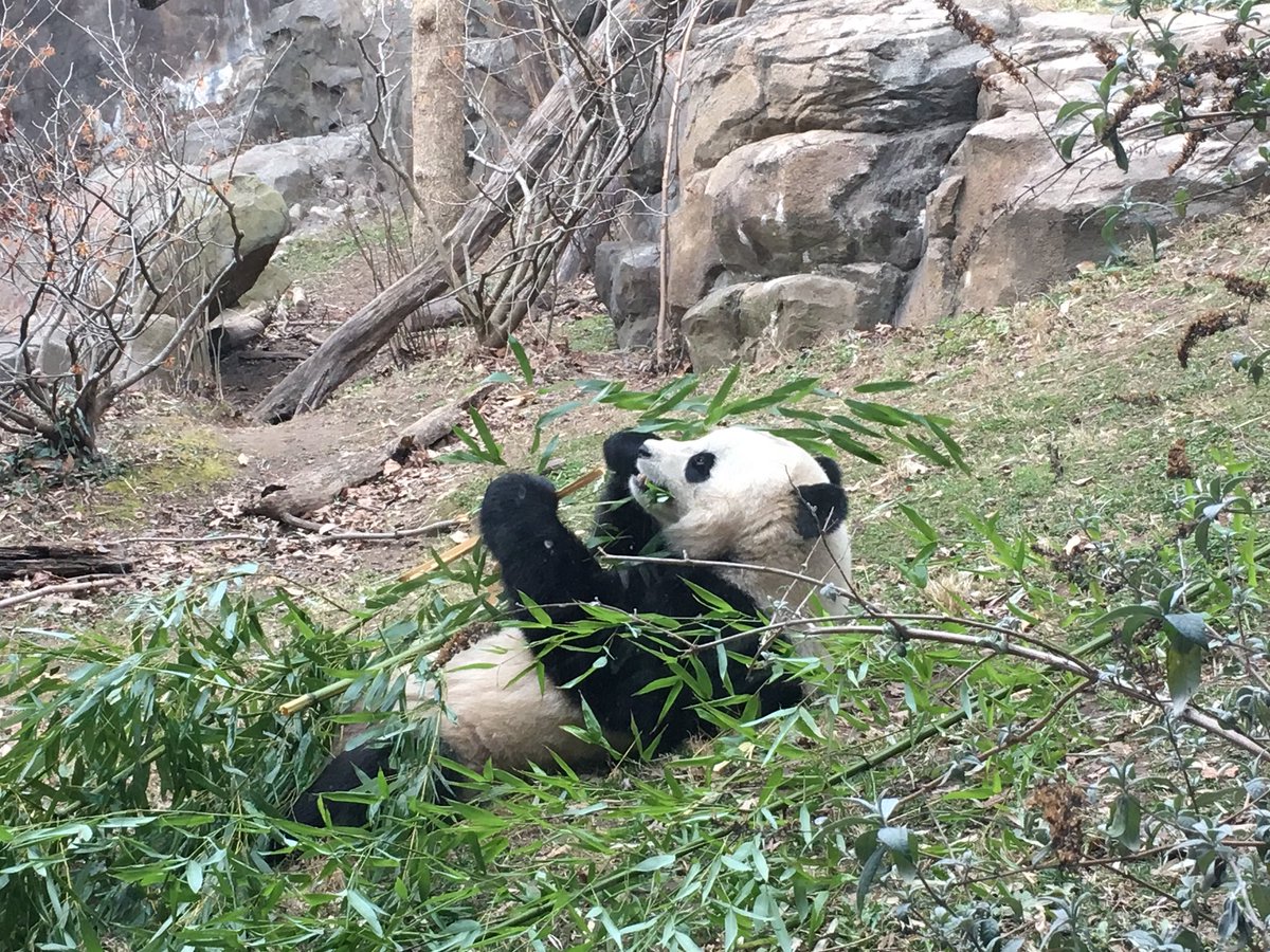 Bao Bao munches on a snack on the day of her departure. (WTOP/Jamie Forzato)