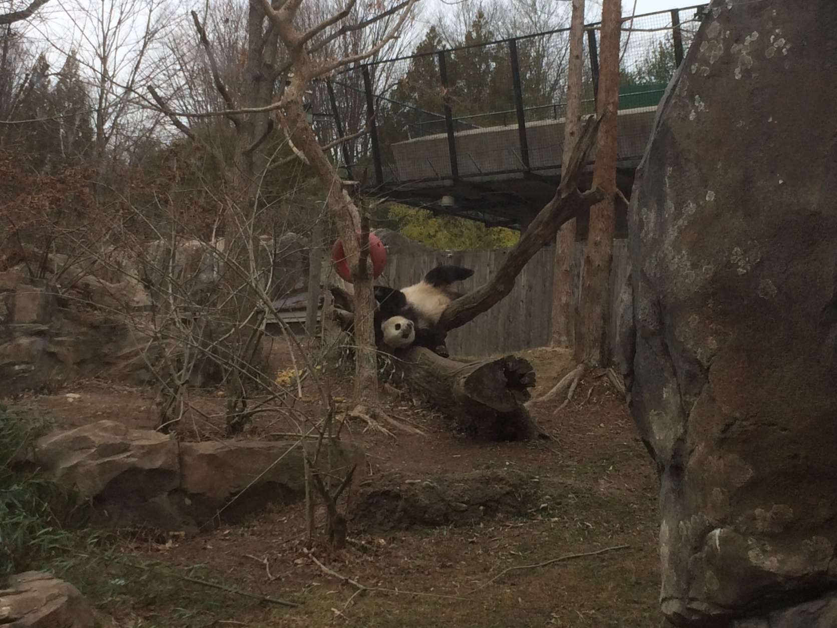 Bao Bao clowning around on her last day at D.C.'s National Zoo. (WTOP/Nick Iannelli)