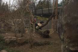 Bao Bao clowning around on her last day at D.C.'s National Zoo. (WTOP/Nick Iannelli)