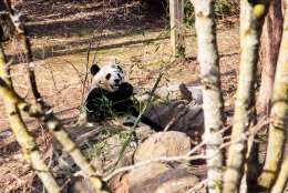 Bao Bao, the giant panda cub at the Smithsonian’s National Zoo, will move to China when she turns 4. Bao Bao, 3, will turn 4 on Aug. 23, 2017, but zoo officials are keeping her move-out date secret. (CNS/ Tom Hausman)