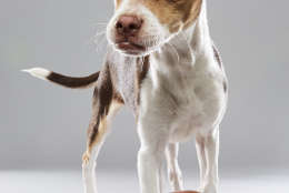 Daisy Moses from Last Hope k9 on "Team Ruff." (Courtesy Animal Planet/Keith Barraclough)