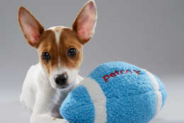 Dawson from Paw Works is on "Team Fluff." Hope is from Unleashed and on "Team Fluff." (Animal Planet/Keith Barraclough)