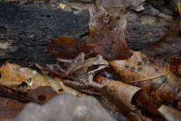 The Wood Frog (Lithobates sylvaticus) is one species you can learn to identify by sound when attending the free FrogWatch Citizen Science Program. (Courtesy Rachel Gauza Gronert, DOEE)