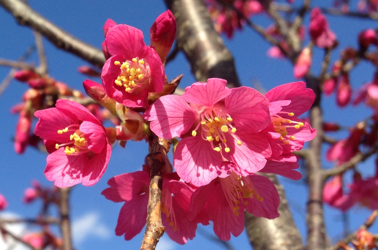 The early-blooming cherry tree variety ‘First Lady’ was developed at the National Arboretum. This picture was taken at the Beltsville Agricultural Research Center in Beltsville, Maryland on Friday. (Courtesy Margaret Pooler)