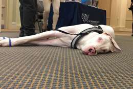Along with having the ability to charm lawmakers, Moon is a service dog. He helps Clatterbuck walk. And all that responsibility can get exhausting. (WTOP/Kate Ryan)