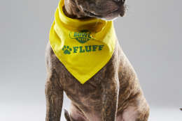 Max is from Morris Animal Refuge and on "Team Fluff." (Animal Planet/Keith Barraclough)
