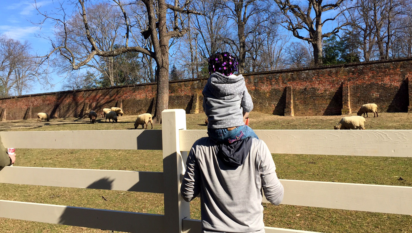 A little girl views the sheep at Mount Vernon on Monday, Feb. 20, 2017. (WTOP/Rich Johnson)