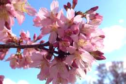 This Okame cherry tree is blooming at the Beltsville Agricultural Research Center. Pictured on Friday, a National Park Service Spokesman said the single Okame tree on the National Mall isn't quite that far along, although it's close. (Courtesy Margaret Pooler)
