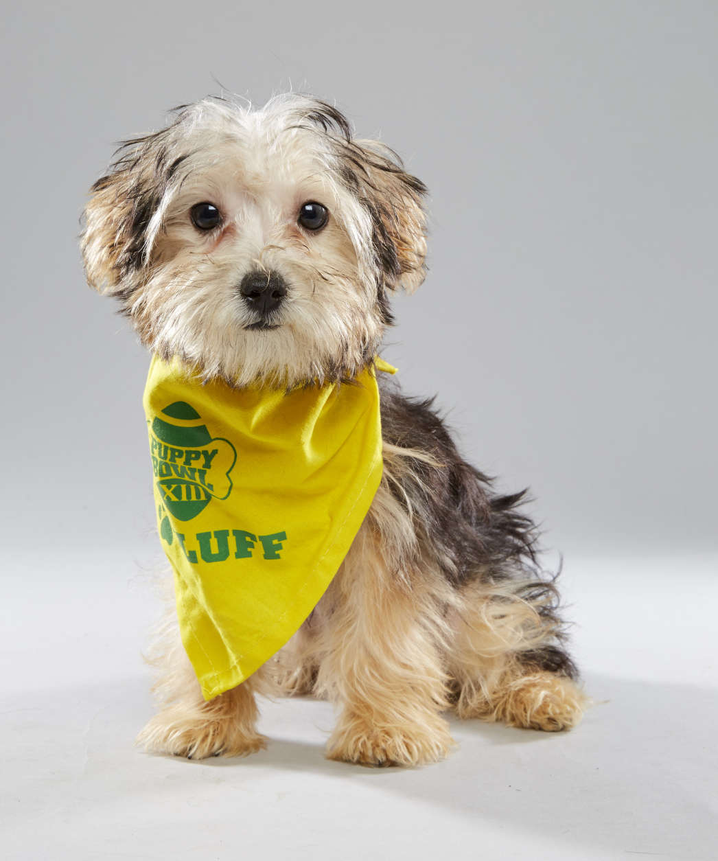 Parfait is from Florida Little Dog Rescue and on "Team Fluff." (Courtesy Animal Planet/Keith Barraclough)