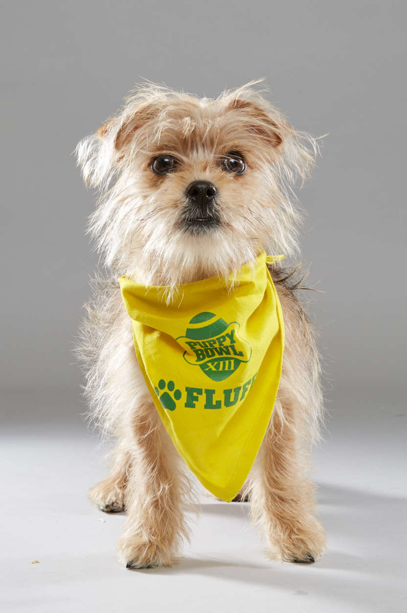 Peanut is from Nevada SPCA and on "Team Fluff." (Animal Planet/Keith Barraclough)