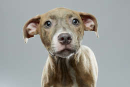 Precious is from ASPCA in New York and on "Team Fluff." (Courtesy Animal Planet/Keith Barraclough)