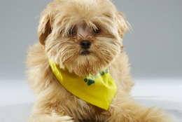 Rory is from Florida Little Dog Rescue and on "Team Fluff." (Courtesy Animal Planet/Keith Barraclough)