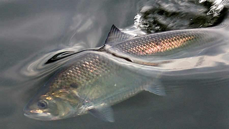 In addition to naming the Hay’s Spring amphipod D.C.'s official amphipod, the city's newly signed Fisheries and Wildlife Omnibus Act of 2016, designated the American Shad as the official D.C. state fish. (Courtesy PEW Charitable Trust)