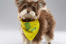 Slippers is from Help Save Pets and on "Team Fluff." (Courtesy Animal Planet/Keith Barraclough)