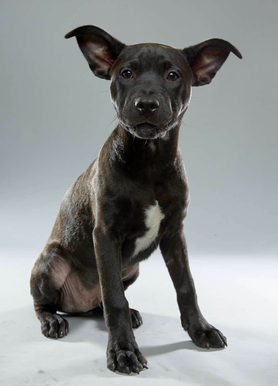 Stretch from Stray Rescue for "Team Ruff." (Courtesy Animal Planet/Keith Barraclough)