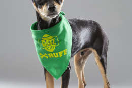 Striker is from Operation Paws for Homes and on "Team Ruff." (Courtesy Animal Planet/Keith Barraclough)
