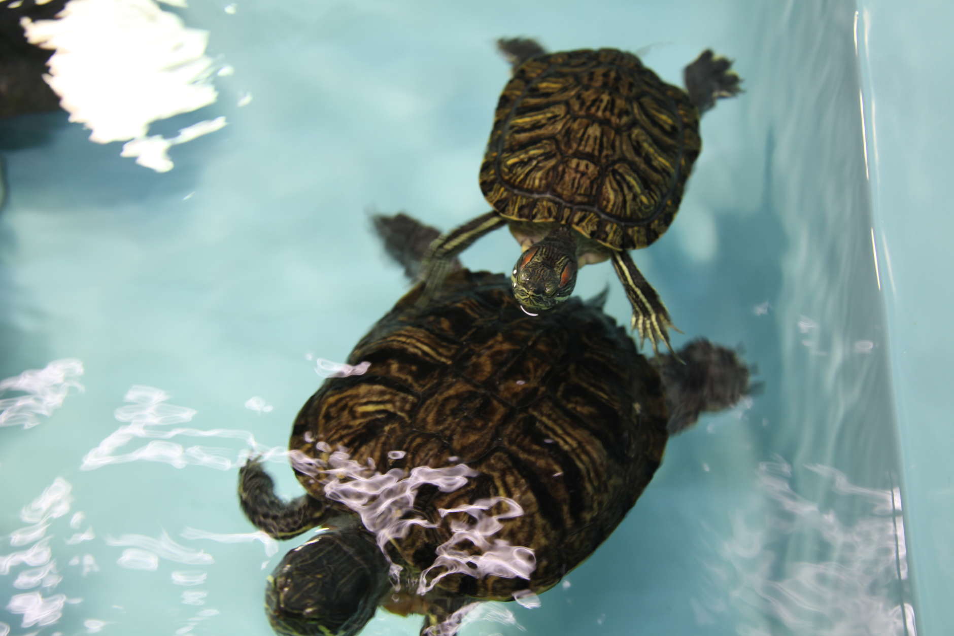 These turtles at the Aquatic Resources Education Center (AREC) in Anacostia Park are among more than 40 species of fish, amphibians, reptiles, invertebrates, and aquatic plants that can be found in the rivers, streams, and wetlands of D.C. and Chesapeake Bay. (Courtesy DOEE)