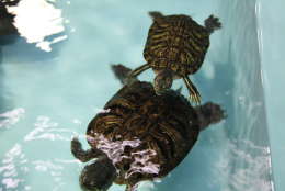 These turtles at the Aquatic Resources Education Center (AREC) in Anacostia Park are among more than 40 species of fish, amphibians, reptiles, invertebrates, and aquatic plants that can be found in the rivers, streams, and wetlands of D.C. and Chesapeake Bay. (Courtesy DOEE)