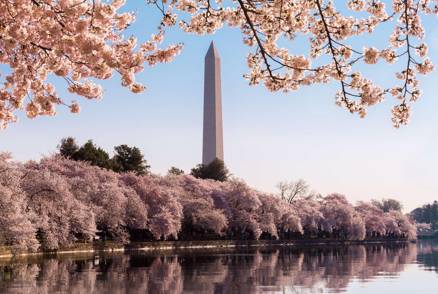 DC National Cherry Blossom Festival 2017: First timer's guide