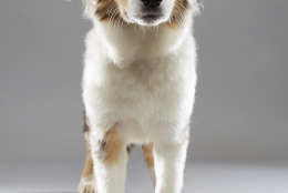 Tucker is from Williamson County Animal Shelter and on "Team Fluff." (Courtesy Animal Planet/Keith Barraclough)