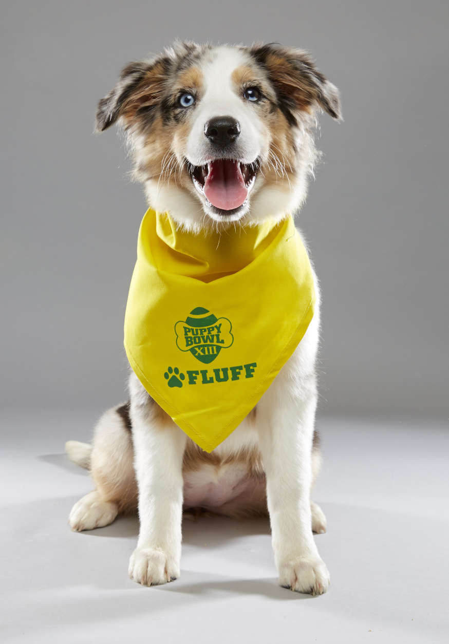 Tucker is from Williamson County Animal Shelter and on "Team Fluff." (Courtesy Animal Planet/Keith Barraclough)
