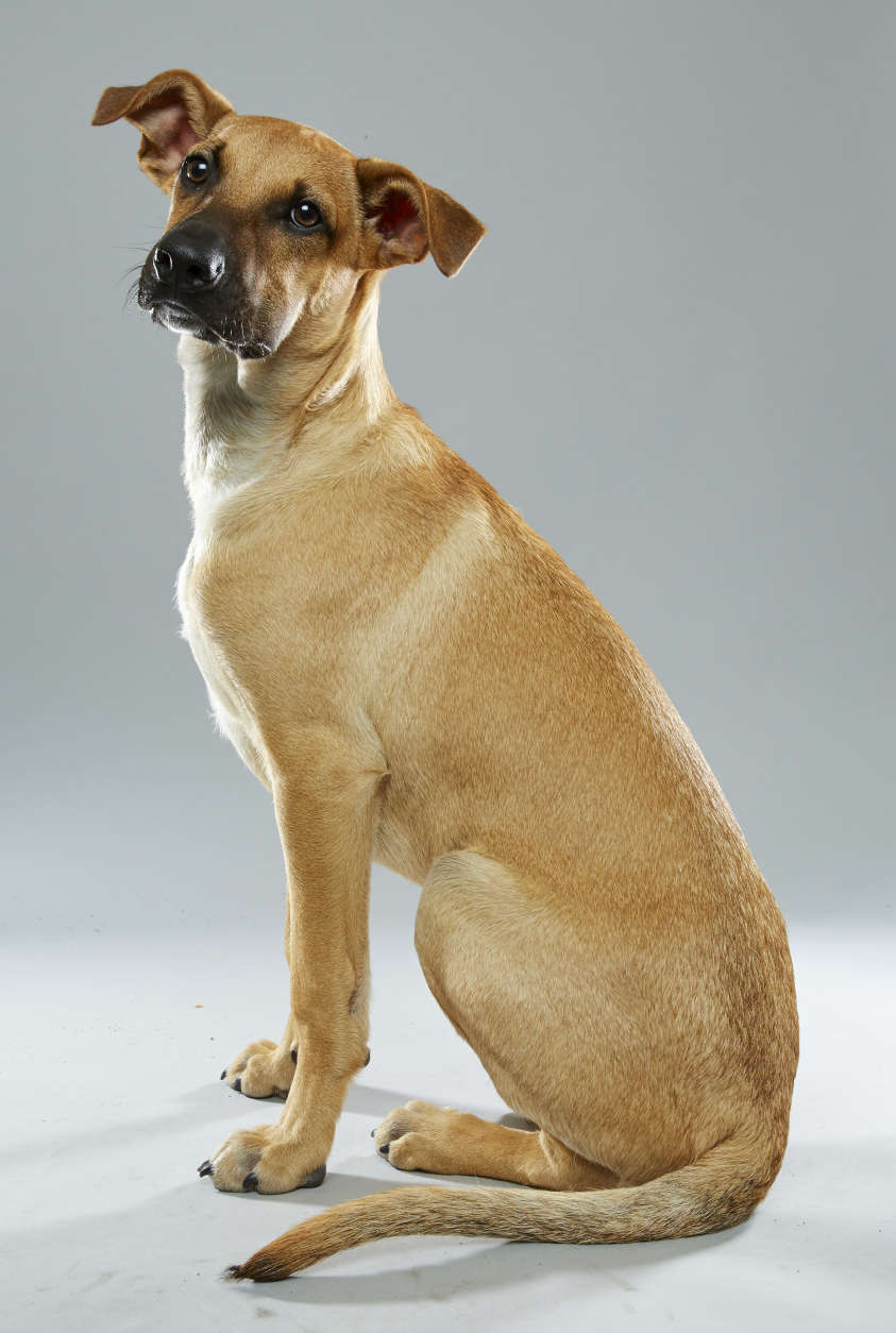 Wesley from Stray Rescue is on "Team Ruff." (Courtesy Animal Planet/Keith Barraclough)