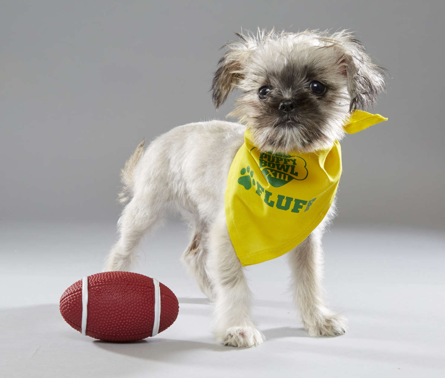 Wilma from New Life Animal Rescue on "Team Fluff."  (Courtesy Animal Planet/Keith Barraclough)