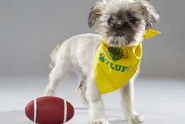 Wilma from New Life Animal Rescue on "Team Fluff."  (Courtesy Animal Planet/Keith Barraclough)
