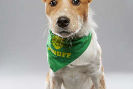 Woody is from BarkTown Rescue and on "Team Ruff." (Courtesy Animal Planet/Keith Barraclough)