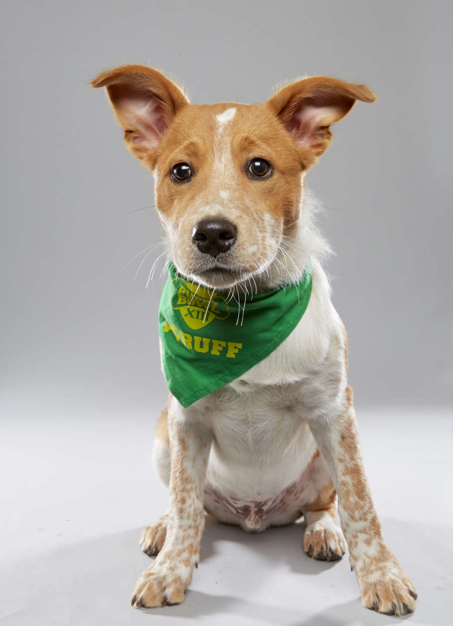 Woody is from BarkTown Rescue and on "Team Ruff." (Courtesy Animal Planet/Keith Barraclough)