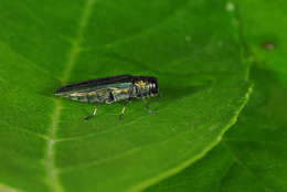 Protected by antifreeze-like compounds in its blood, the emerald ash borer will not be killed unless temperatures drop well below zero. (Photo courtesy Mike Raupp)