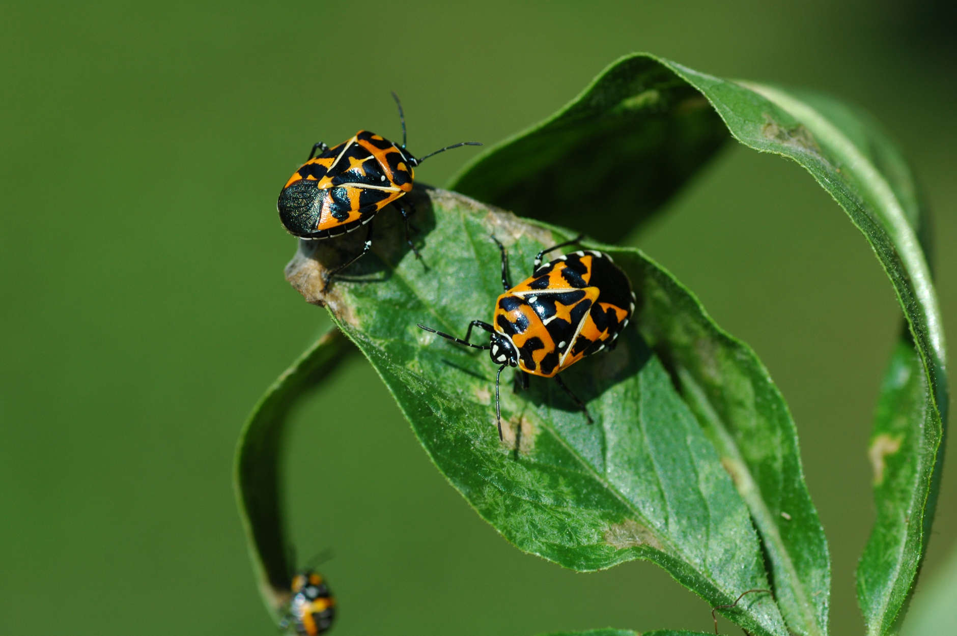 An invasive species from the South, harlequin bugs were unlikely to be killed by above-average temperatures in our region this year. (Photo courtesy Mike Raupp)