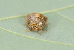 The kudzu bug is a soybean pest that survives well in Maryland when winters are mild. (Photo courtesy Mike Raupp)