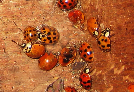 Multicolored Asian lady beetles that spent the winter in the attic will soon become active. (Photo courtesy Mike Raupp)