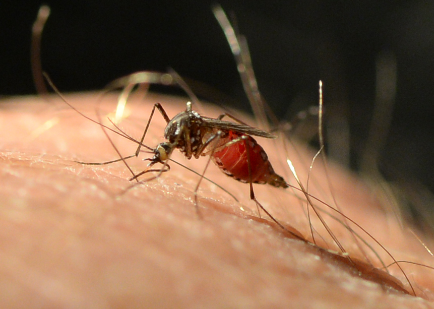 An early spring means mosquitoes will be active sooner and humans will be giving blood earlier than normal. (Photo courtesy Mike Raupp)