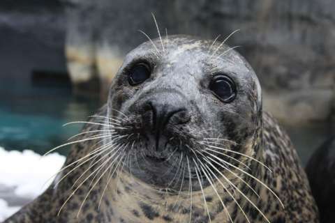 31-year-old seal dies at National Zoo