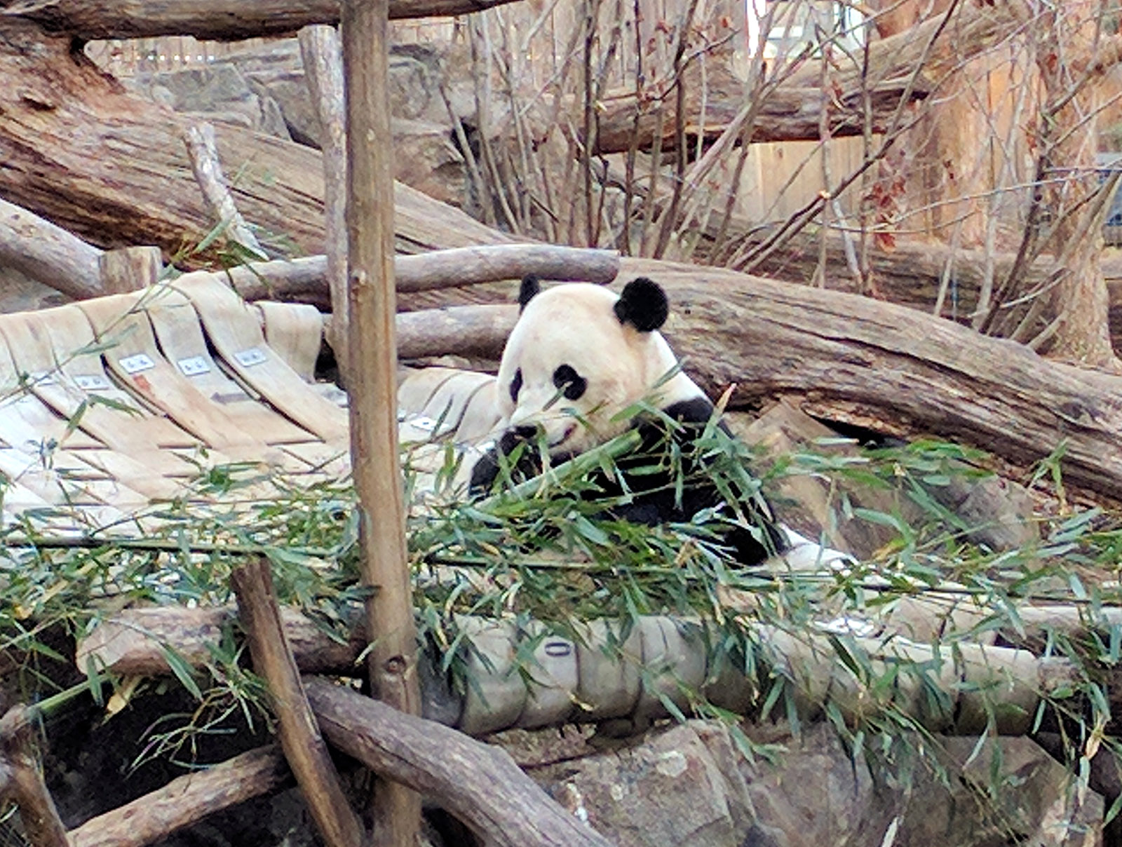 Giant panda Bao Bao enjoys some bamboo during her final hours at the National Zoo. She was set to depart for China on Tuesday, Feb. 21, 2017. (WTOP/Ginger Whitaker)
