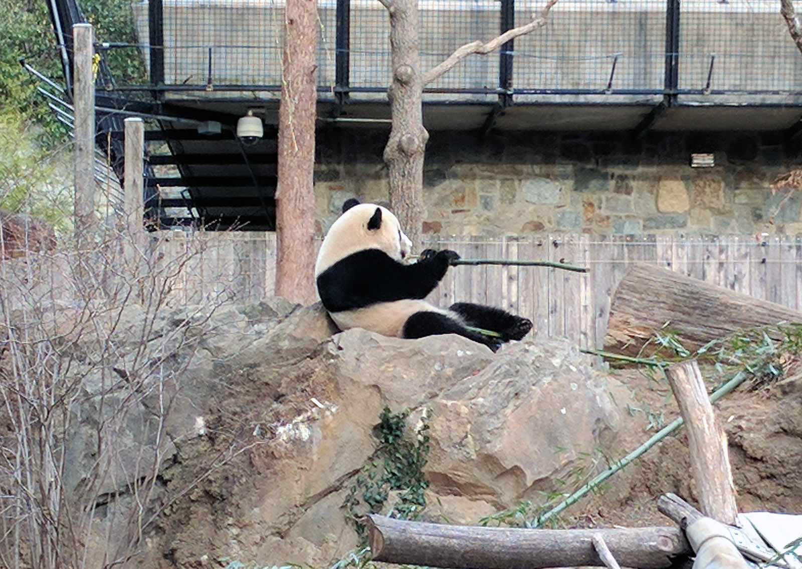 Giant panda Bao Bao enjoys some bamboo during her final hours at the National Zoo. She was set to depart for China on Tuesday, Feb. 21, 2017. (WTOP/Ginger Whitaker)