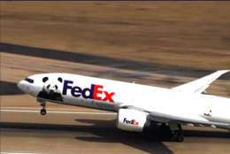 A special cargo plane carrying the National Zoo's giant panda Bao Bao departs from Dulles International Airport on Tuesday, Feb. 21, 2017. The flight will travel 16 hours to Chengdu, China. (Courtesy NBC Washington)