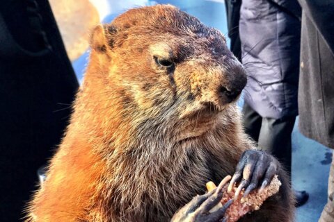 Get your Phil, DC: Groundhog adjusts his plans for Feb. 2