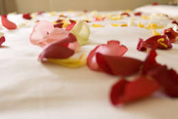 Rose petals on a bed