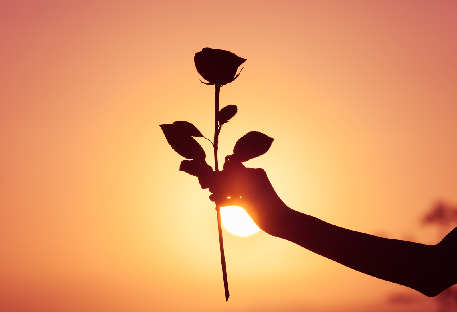 Garden Editor Mike McGrath says roses aren't the only flower to give your sweetheart this Valentine's Day. (Thinkstock)