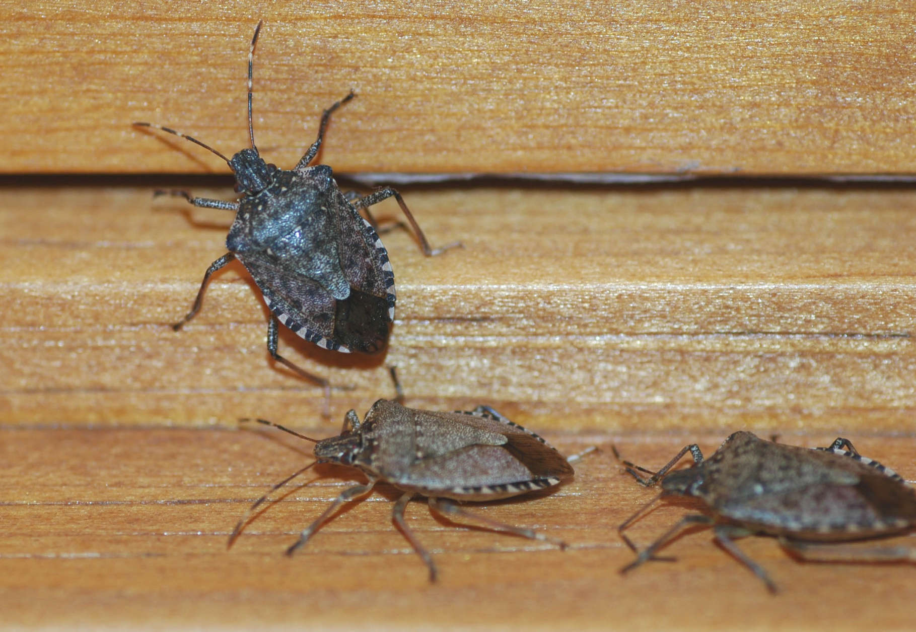 With warm weather stink bugs will soon emerge. Temperatures must drop to single digits to kill stink bugs in unprotected locations outdoors.  (Photo courtesy Mike Raupp)