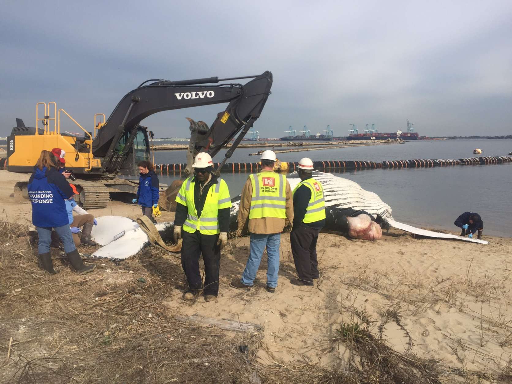 Heavy equipment was needed to remove the whale's remains, which were estimated to weigh 10 tons. (Photo courtesy WVEC-TV/Steven Graves)

Officials told WVEC that the whale, a young male, might have been following schools of bait fish and swum into a shipping channel.  (Photo courtesy WVEC-TV/Steven Graves)
