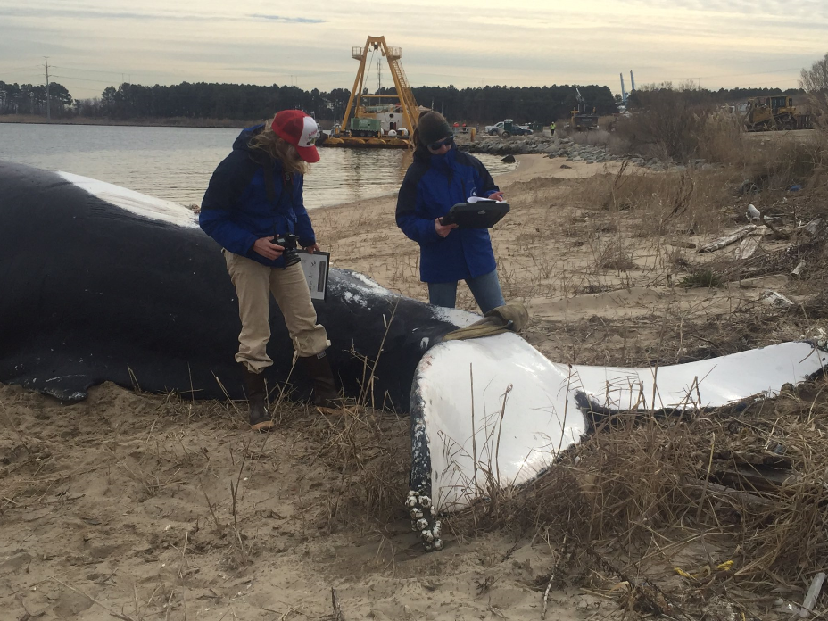 The whale was pulled onto Craney Island after drivers spotted it Thursday near the Hampton Roads Bridge-Tunnel. (Photo courtesy WVEC-TV/Steven Graves)