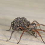 The wolf spider is autumn's most frightening home intruder - The Washington  Post