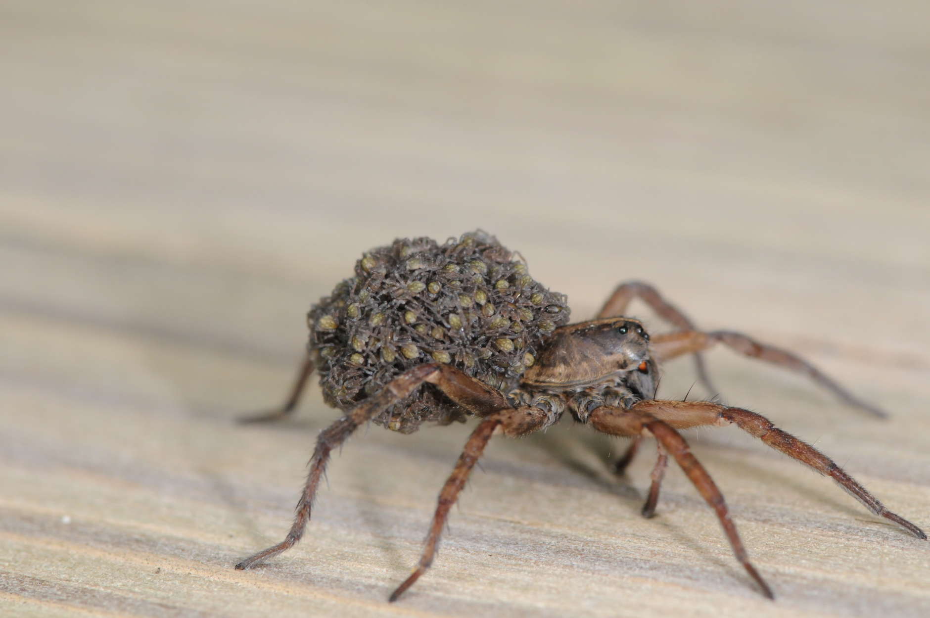 Spiders such as this female wolf spider (with babies on her back) are important predators of many landscape and garden pests. (Photo courtesy Mike Raupp)